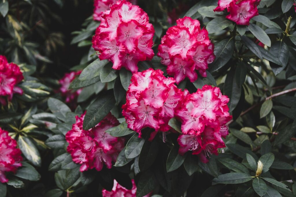 różanecznik różowy